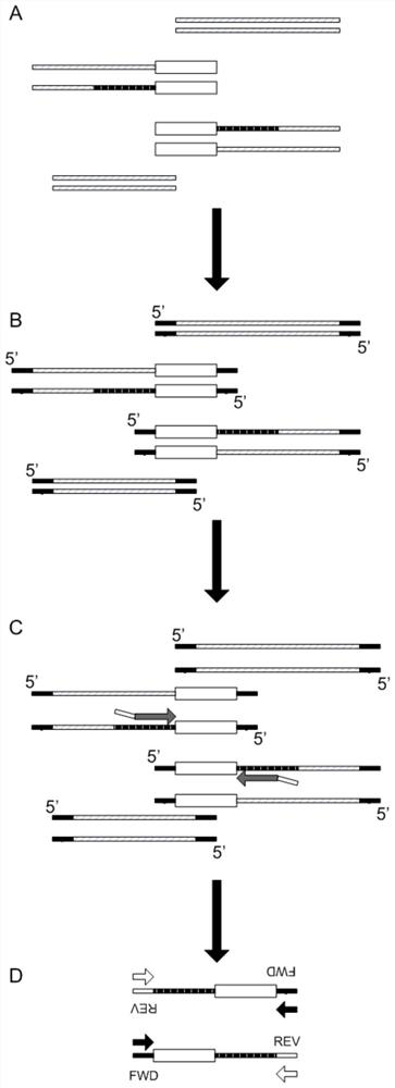 A method for detecting microbial target sequences based on single-primer probe capture