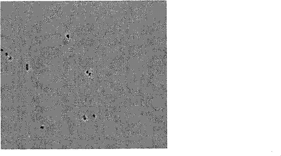 Method for producing high-temperature alpha-amylase by thermococcaceae aeropyrum pernix and product thereof