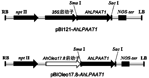Peanut lysophosphatidic acid acyltransferase gene and application thereof