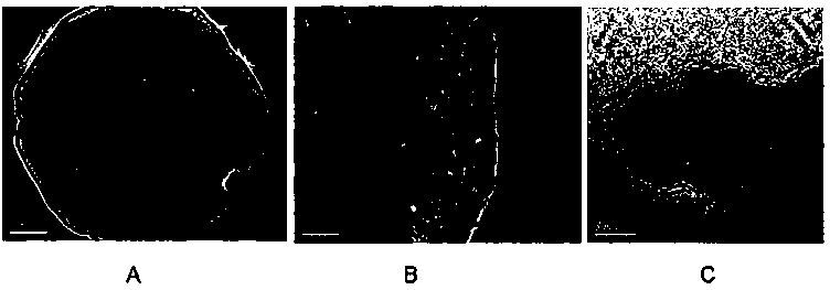 Nano-flaky porous transition metal oxide/carbon composite material and preparation method thereof