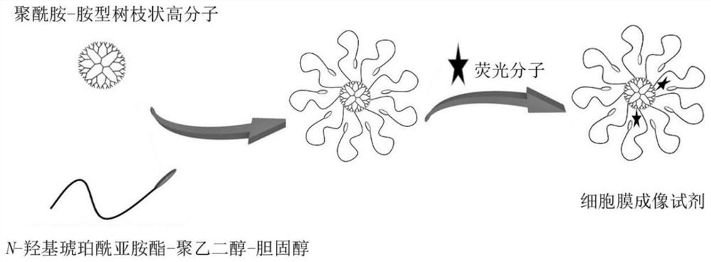 A long-time multicolor fluorescence imaging reagent for cell membrane, its preparation method and application