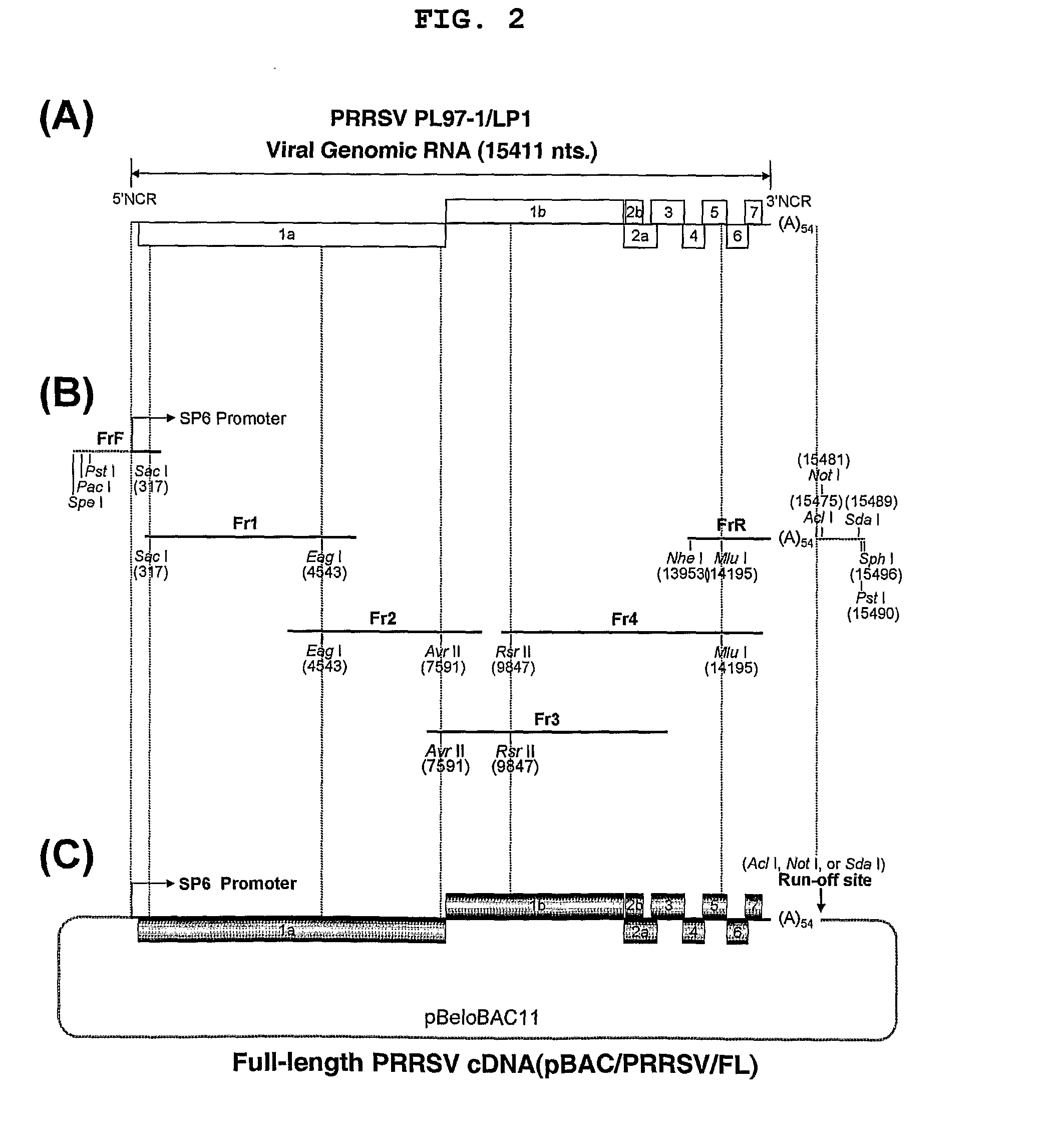 Full-Length Infectious Cdna Clone for Porcine Reproductive and Respiratory Syndrome Virus(Prrsv) and Uses Thereof