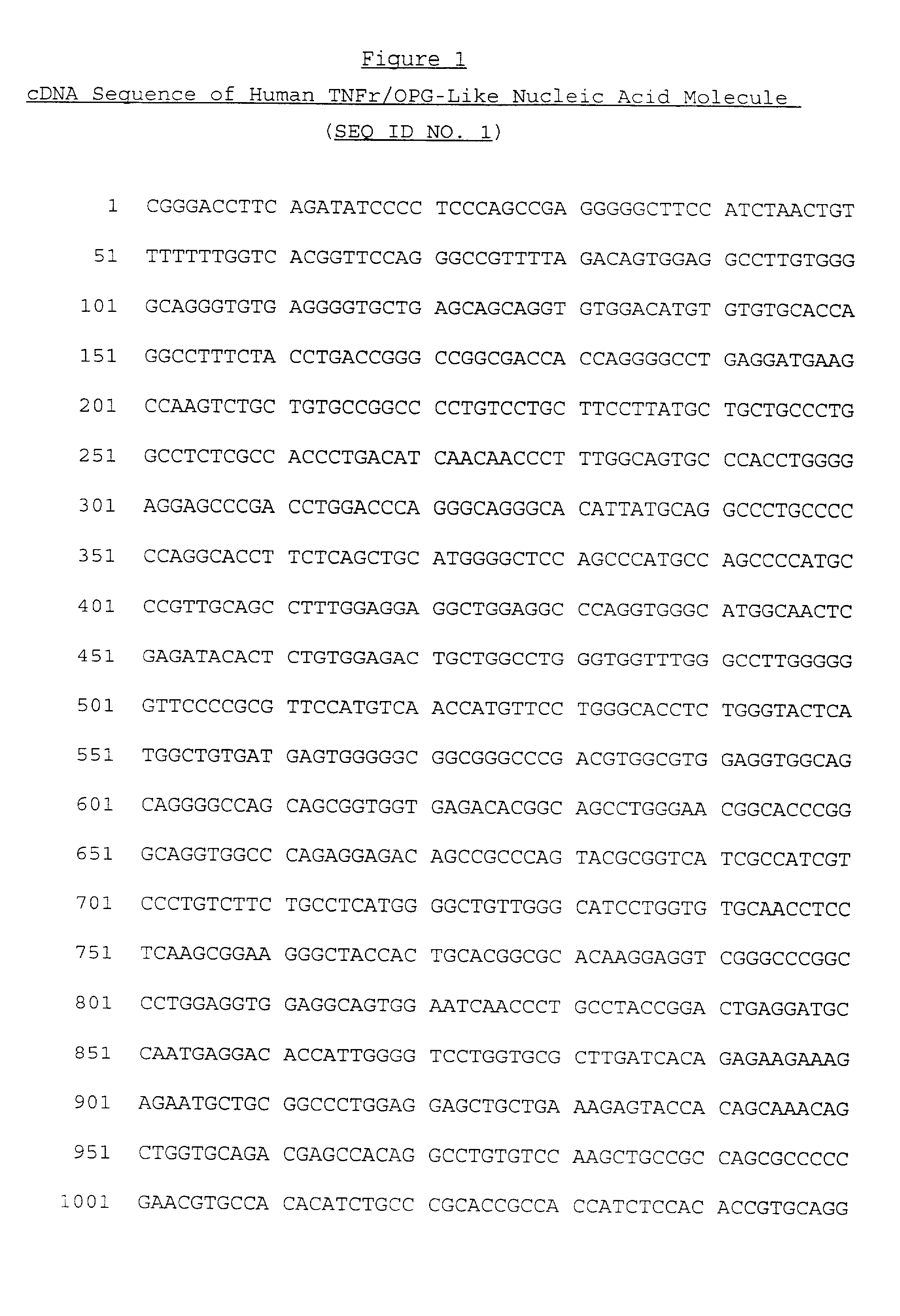 TNFr/OPG-like molecules and uses thereof