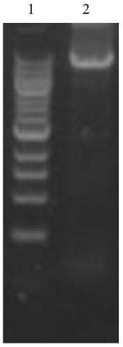 A cell strain expressing adenovirus and a method for efficiently preparing adenovirus