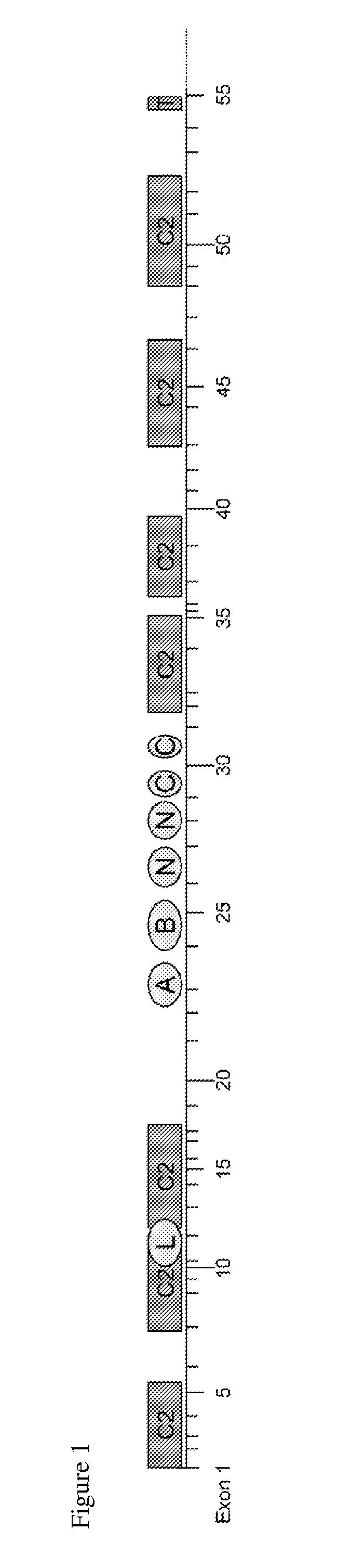 Methods and compositions for dysferlin exon-skipping