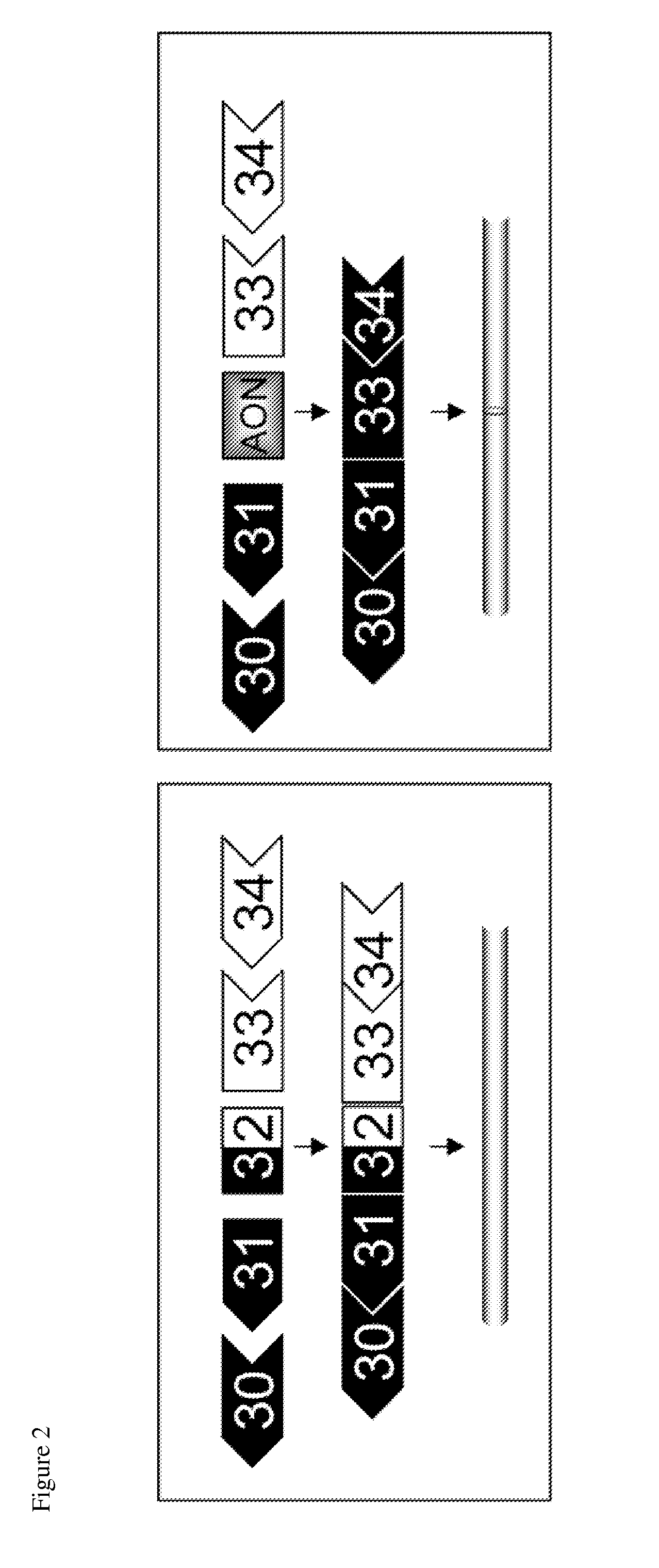 Methods and compositions for dysferlin exon-skipping