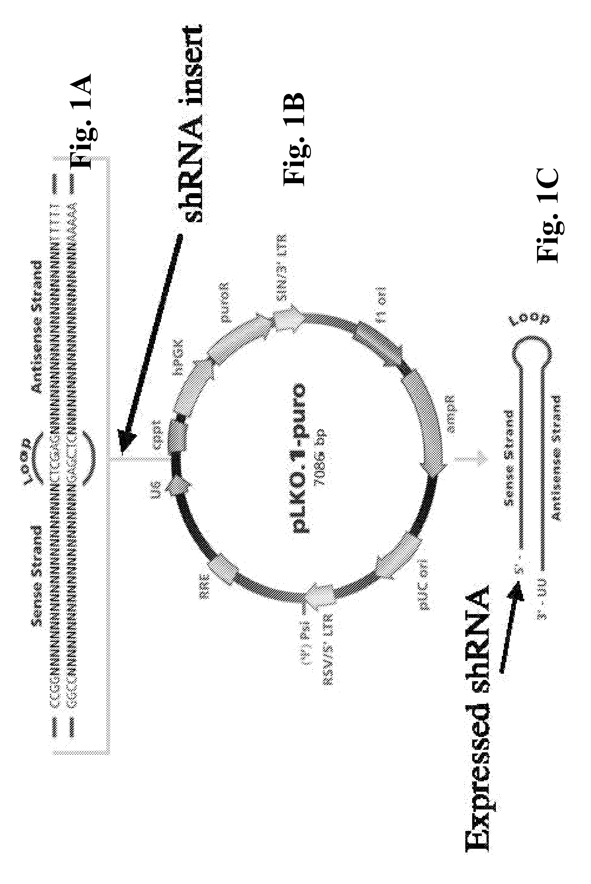 Compositions And Methods To Enhance Protein Expression