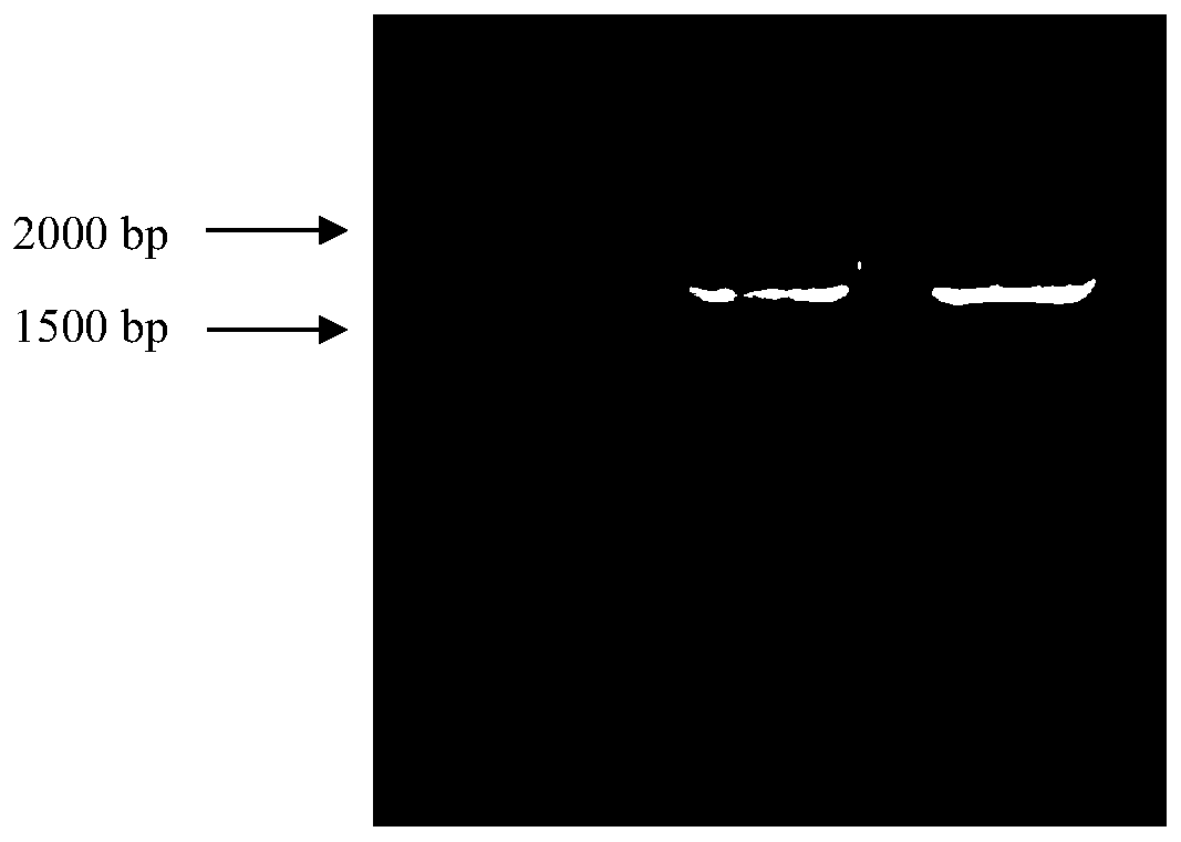 Birch spl2 gene and its protein involved in plant morphogenesis and flower development