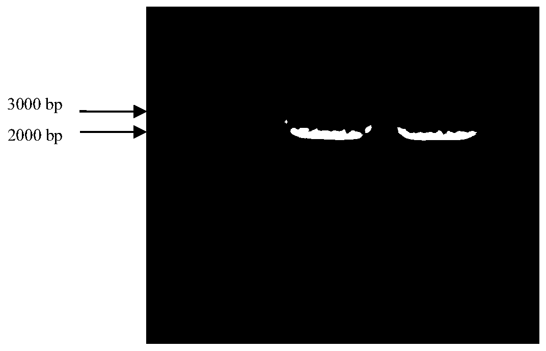 Birch spl2 gene and its protein involved in plant morphogenesis and flower development