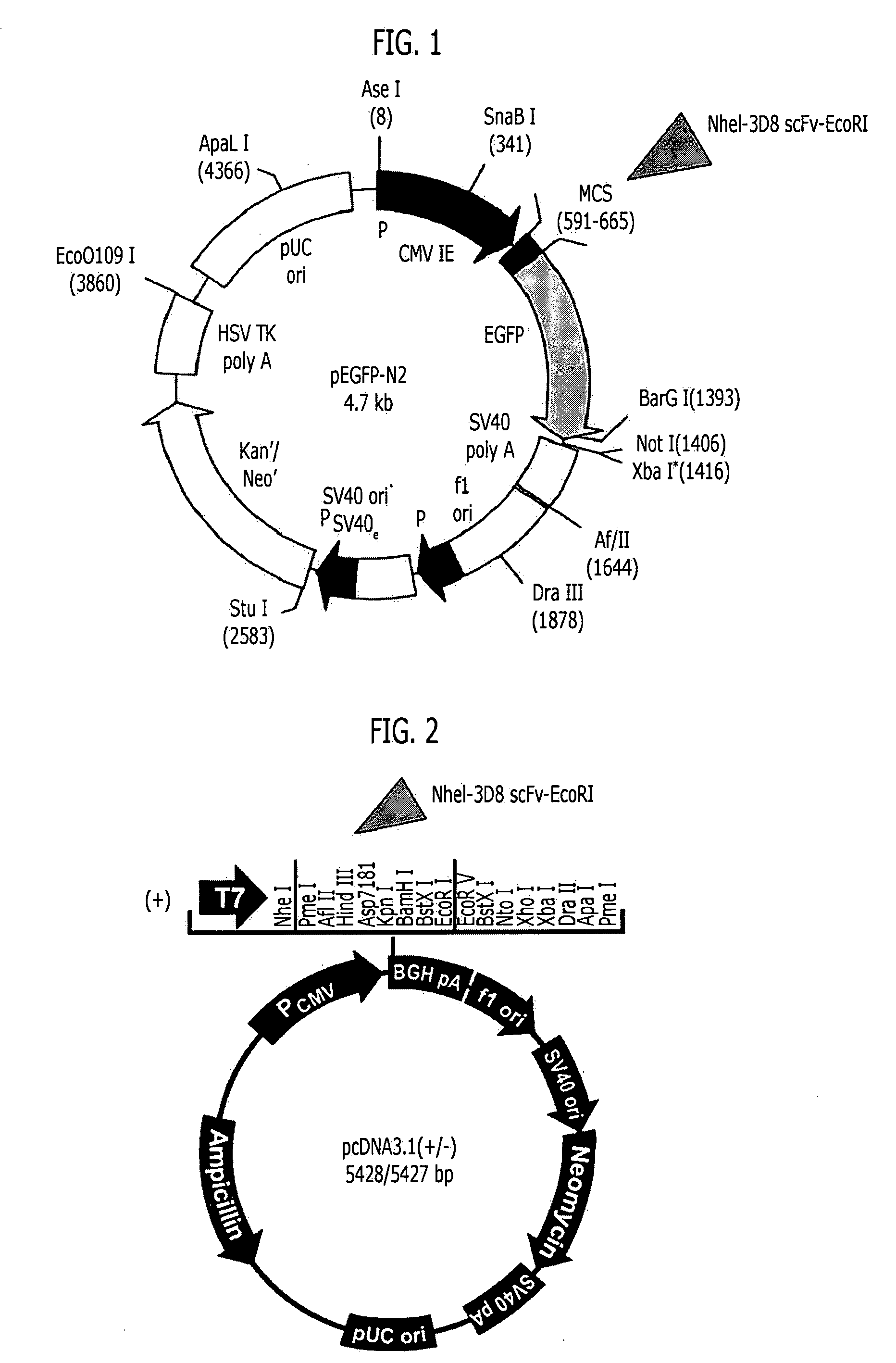 Anti-nucleic acid antibody inducing cell death of cancer cells and composition for preventing or treating cancers comprising the same