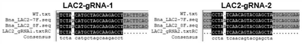 Application of rape BnLAC2 gene in improvement of cold-resistant early blossoming