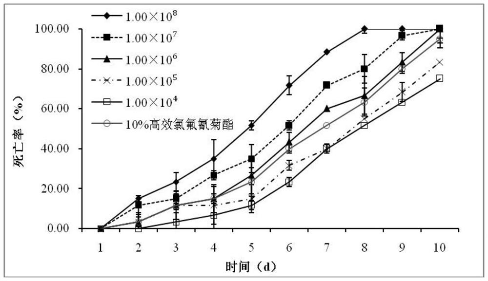 Metarhizium anisopliae CHMA-005 and application thereof in prevention and control of tea geometrid