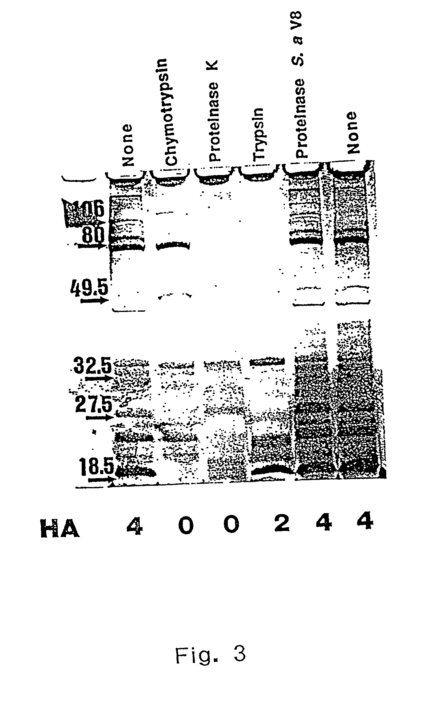 Moraxella catarrahalis outer membrane protein-106 polypeptide, gene sequence and uses thereof