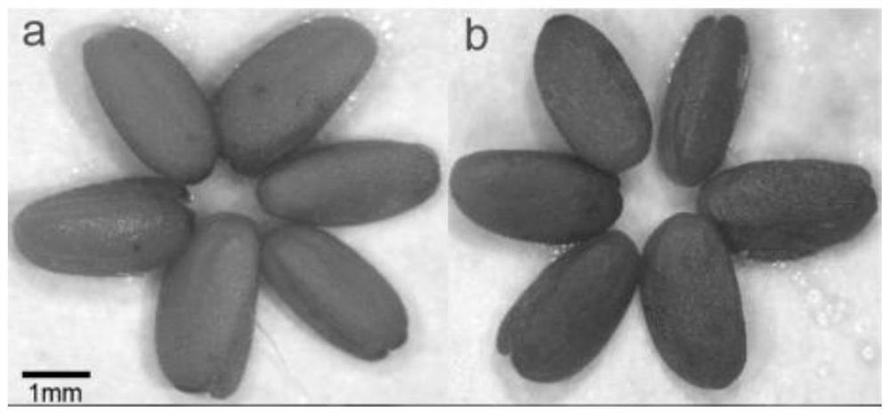 A kind of recombinant plasmid including astaxanthin synthase fusion gene, recombinant bacteria and application