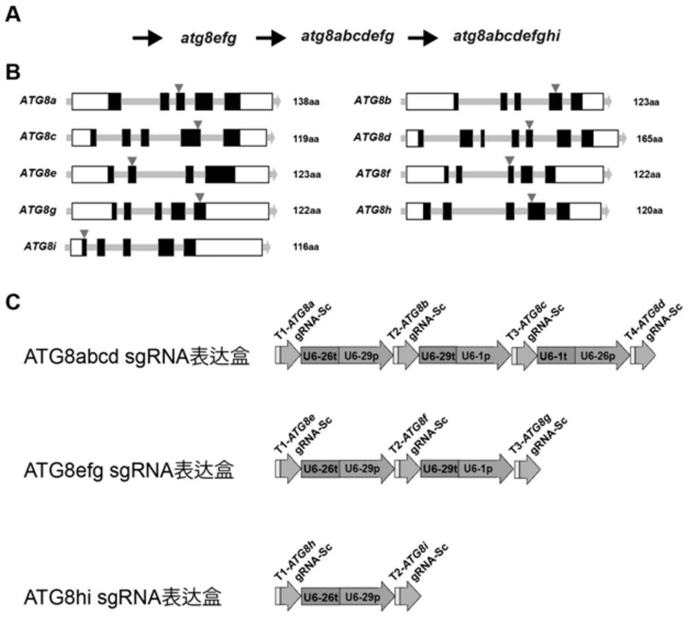 Method for preparing arabidopsis autophagy gene mutant and application of arabidopsis autophagy gene mutant