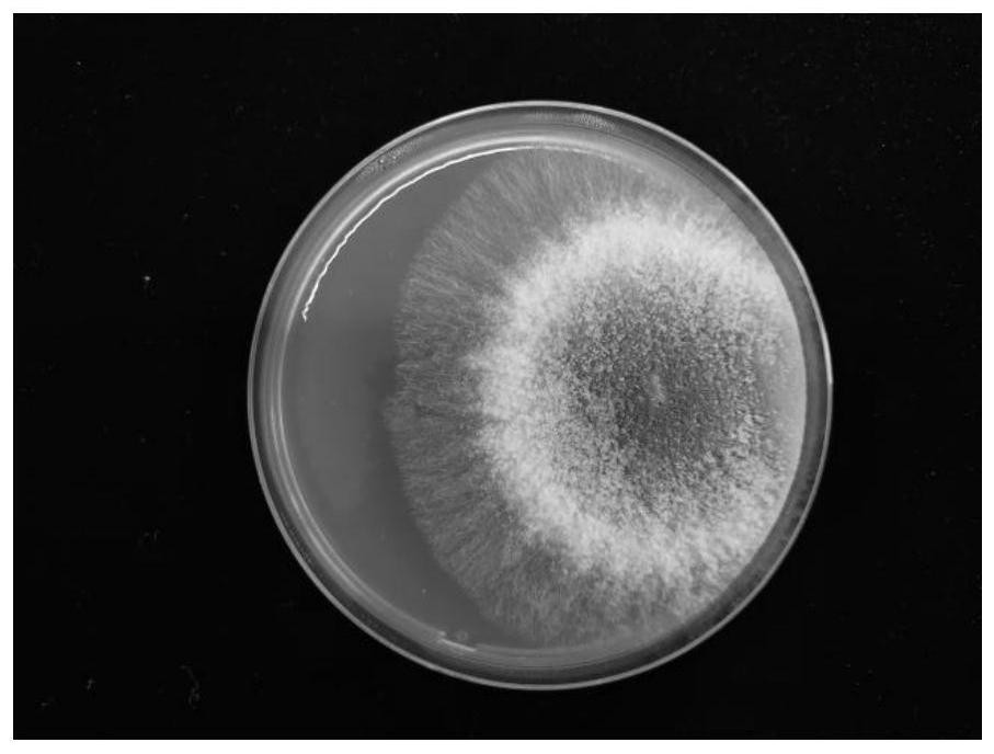 Green, light and simple method for controlling pests of sweet peppers based on complete-cycle biological system