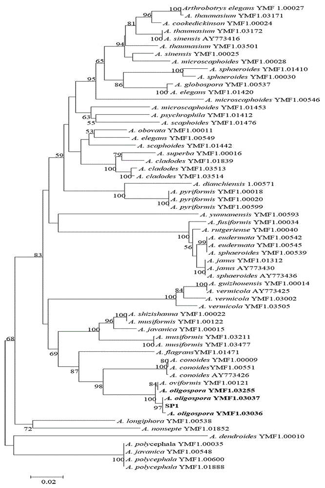 Method for identifying predator nematophagous hyphomycete arthrobotrys through DNA bar codes