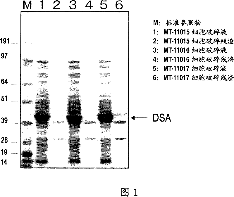 DNA encoding novel enzyme having D-serine synthase activity, method of producing the enzyme and method of producing d-serine by using the same
