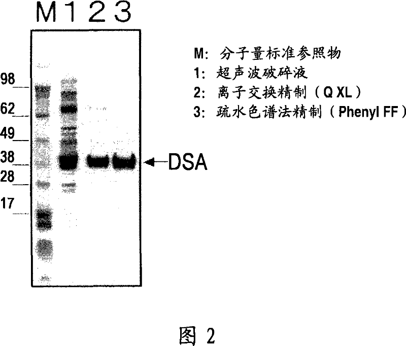 DNA encoding novel enzyme having D-serine synthase activity, method of producing the enzyme and method of producing d-serine by using the same