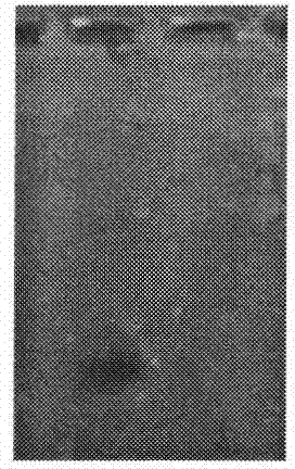 Medicament carrier for targeted medicament delivery on diseases related to macrophage and preparation method thereof