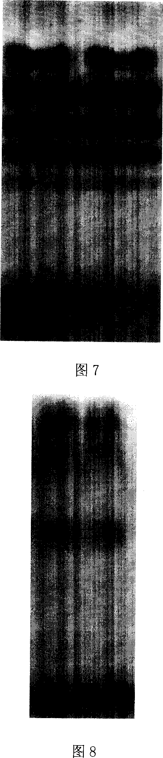 Tianzhushan white yak ear-edge tissue fiber cell system and constituting method