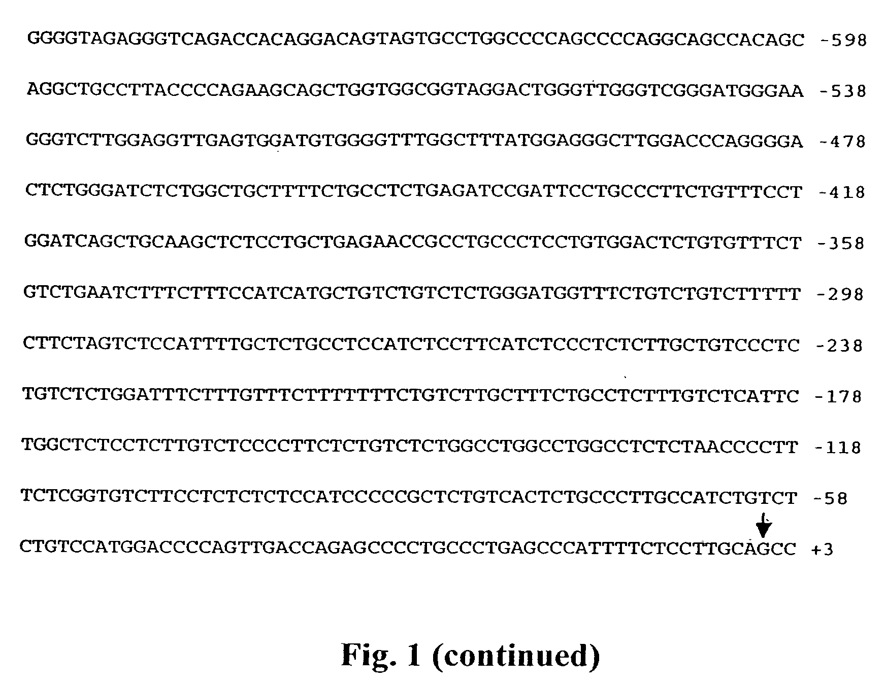 Promoter sequences for urocortin II and the use thereof