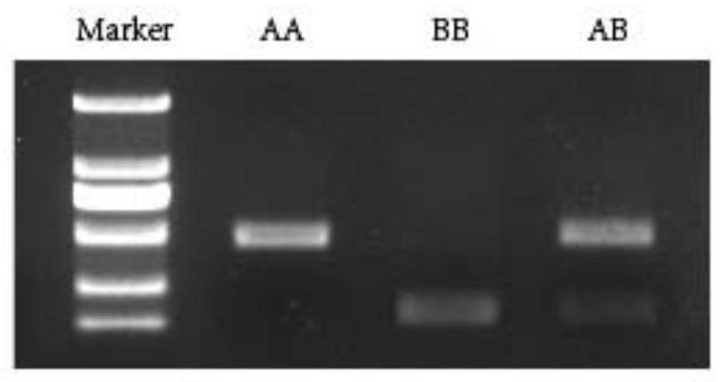 Maize Molecular Markers and Its Application in Detection of Maize Flowering-related Traits