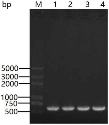 A method for rapid gene knockout of Bacillus licheniformis