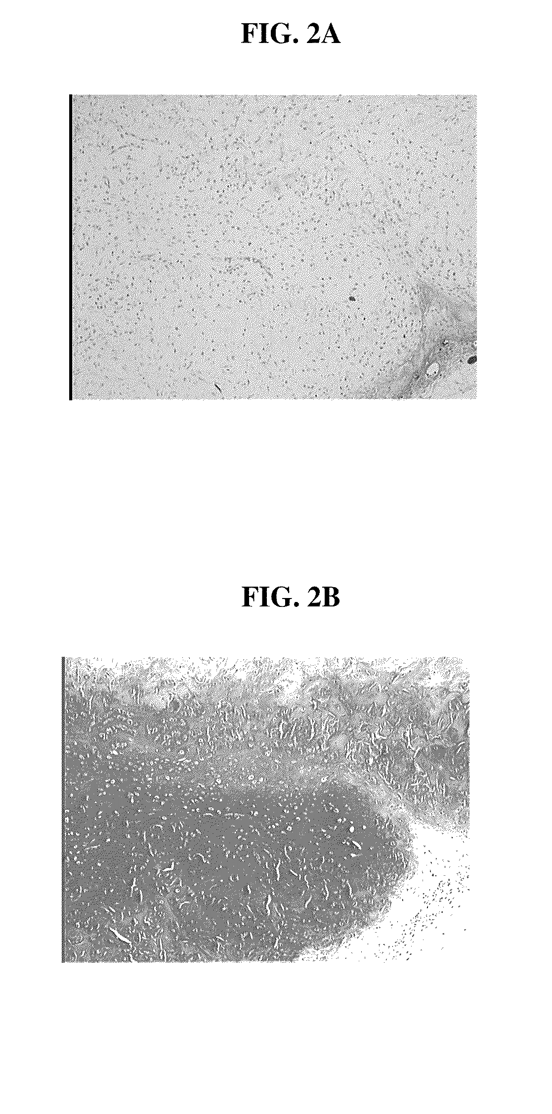 Biocompatible scaffolds with tissue fragments