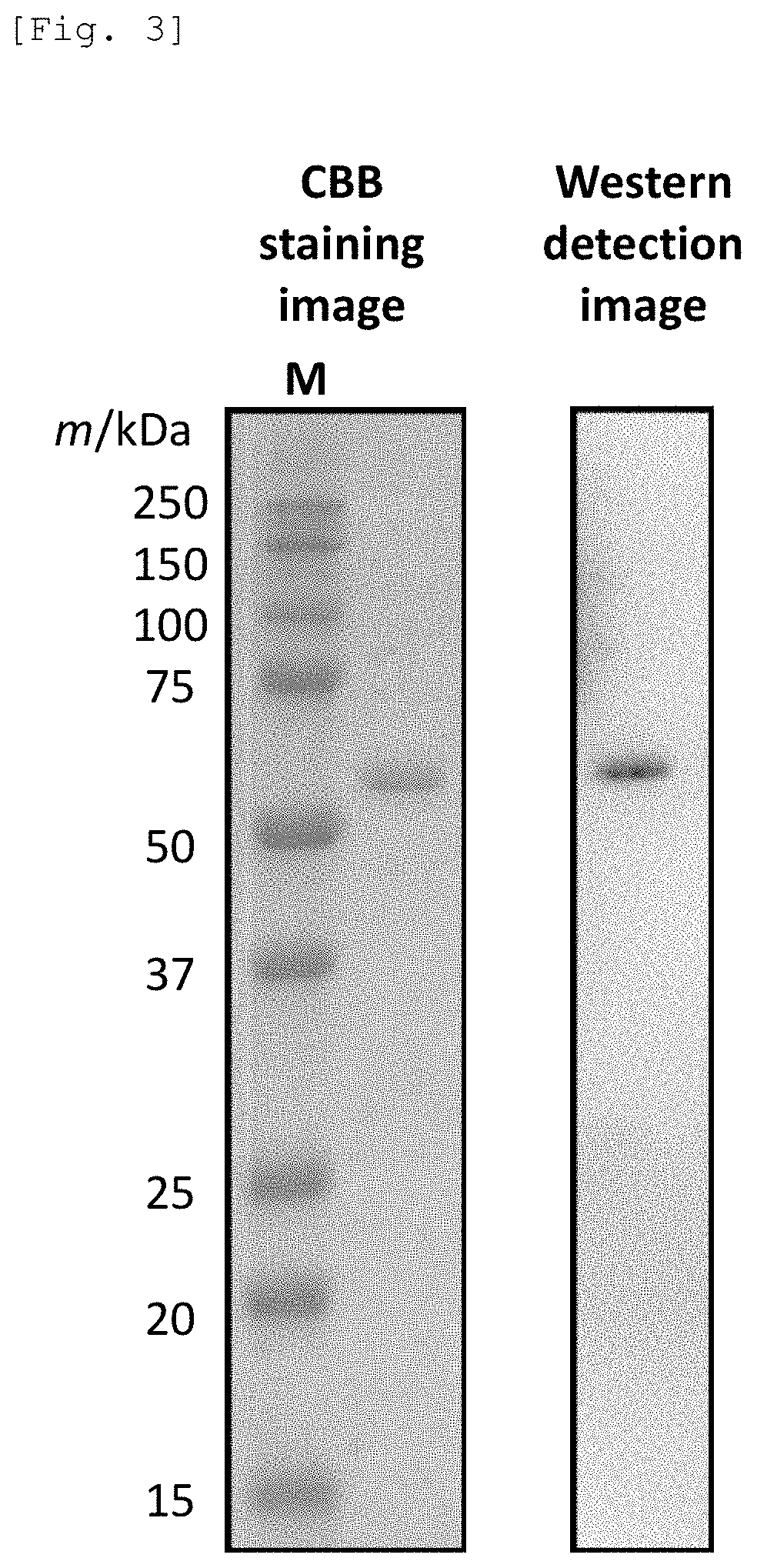 Method for producing a protein and disaccharide using a <i>Talaromyces cellulolyticus</i>