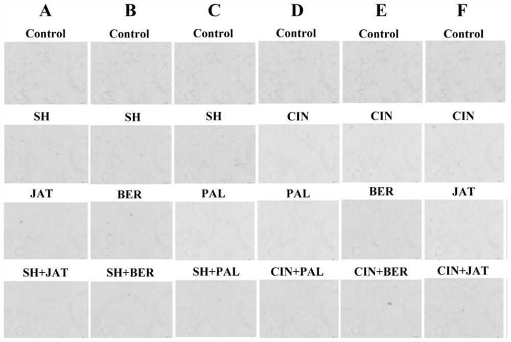 Method for evaluating antifungal effect of traditional Chinese medicine monomer through candida albicans cell wall reconstruction