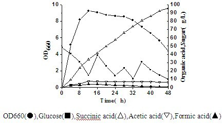 Actinobacillus succinogenes capable of producing succinic acid