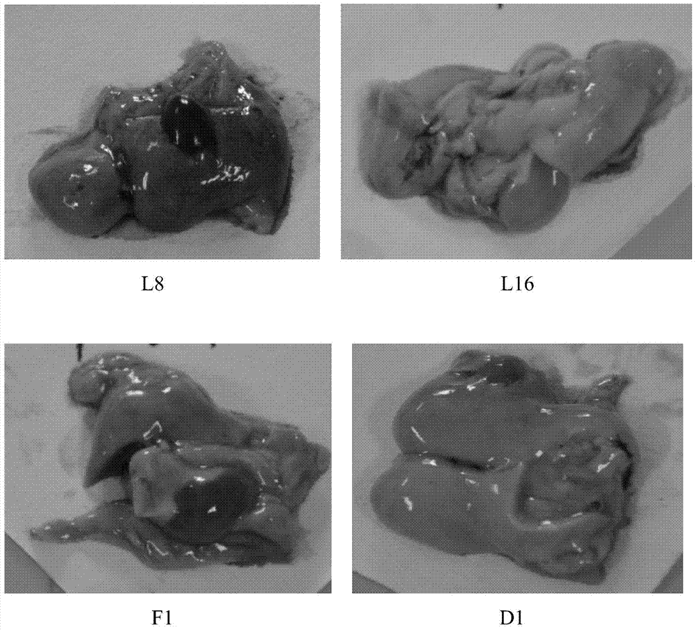 Traditional Chinese medicine composition for controlling sturgeon fatty liver as well as preparation method and application of traditional Chinese medicine composition