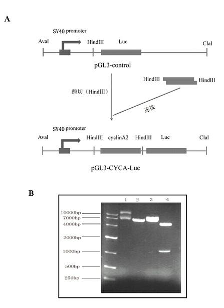 Bioluminescent reporter gene for monitoring DNA (Deoxyribonucleic Acid) synthesis phase and application thereof