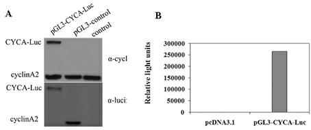 Bioluminescent reporter gene for monitoring DNA (Deoxyribonucleic Acid) synthesis phase and application thereof