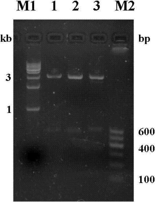 Tat PTD-Endostatin recombination protein, preparation method and application thereof