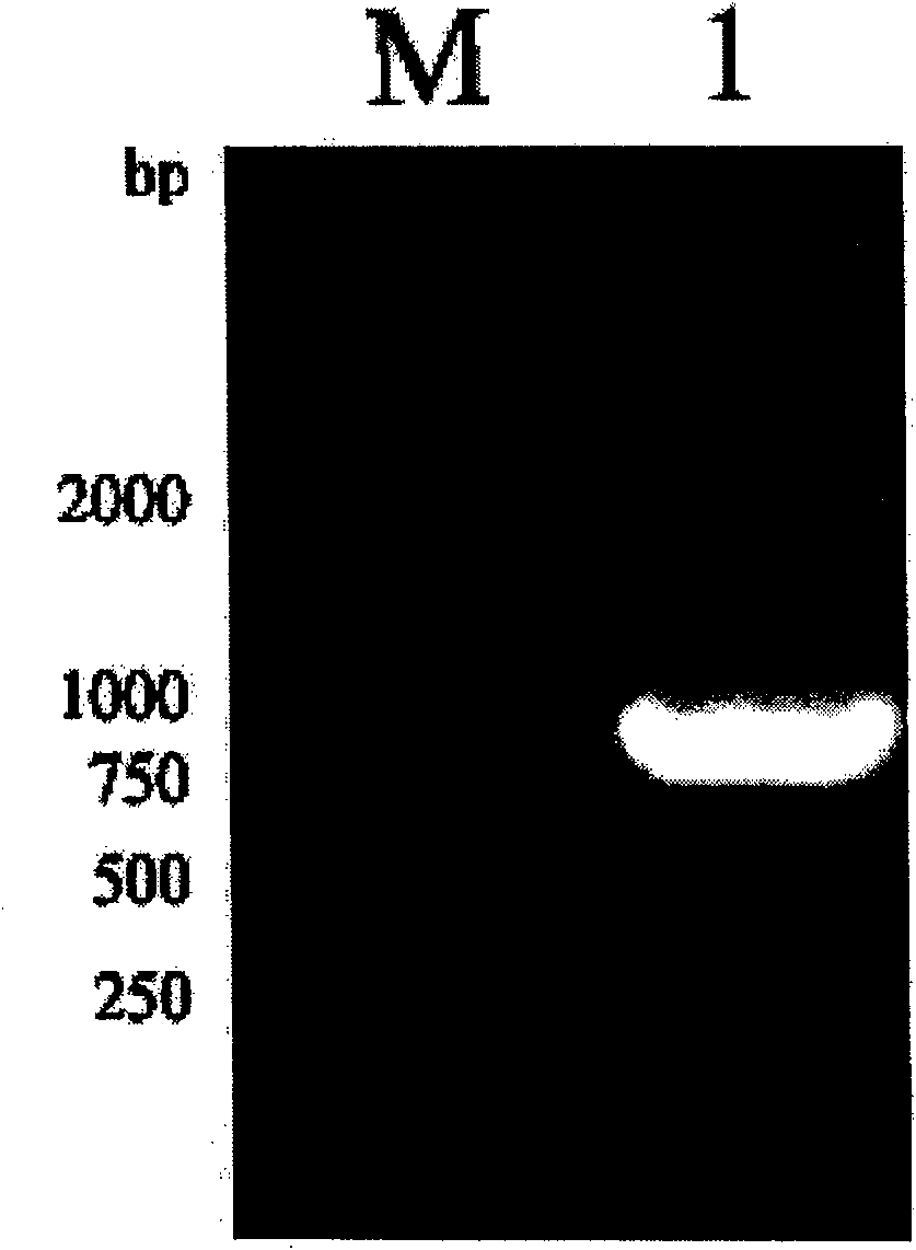 Fishes infectious spleen and kidney necrosis virus gene engineering vaccine and preparation method thereof