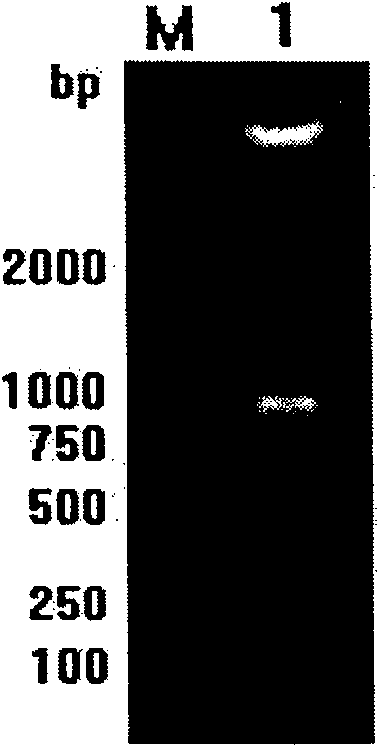 Fishes infectious spleen and kidney necrosis virus gene engineering vaccine and preparation method thereof