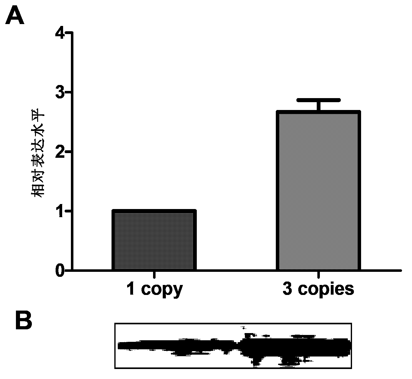 Human papilloma virus (HPV) resistant trivalent vaccine as well as preparation method and application thereof