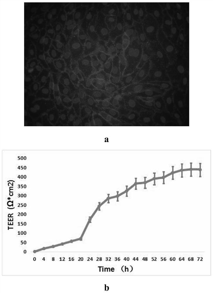 Liver-Brain Barrier System Based on Microfluidic Chip to Simulate Metabolic Processes in vivo