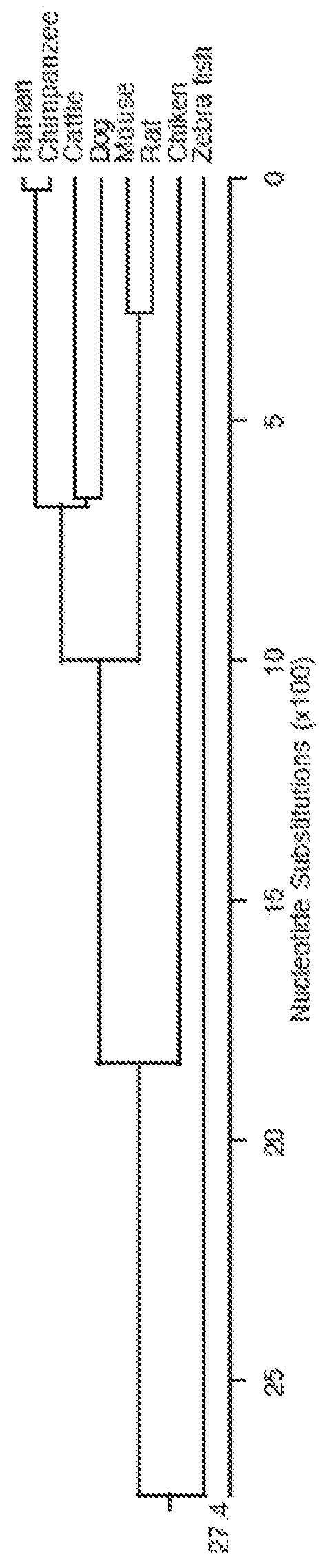 Cancer Vaccines And Methods Of Treatment Using The Same