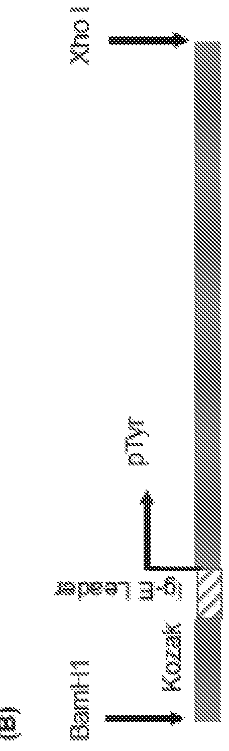 Cancer Vaccines And Methods Of Treatment Using The Same