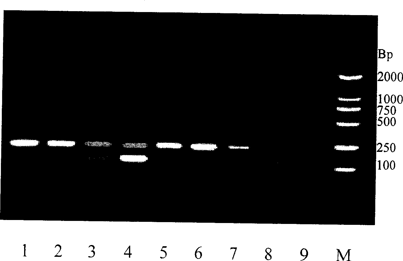 Idiosyncratic primer of repetitive sequence in gamma chromosome of oxen, and PRC method for identifying sex in early embryos of oxen