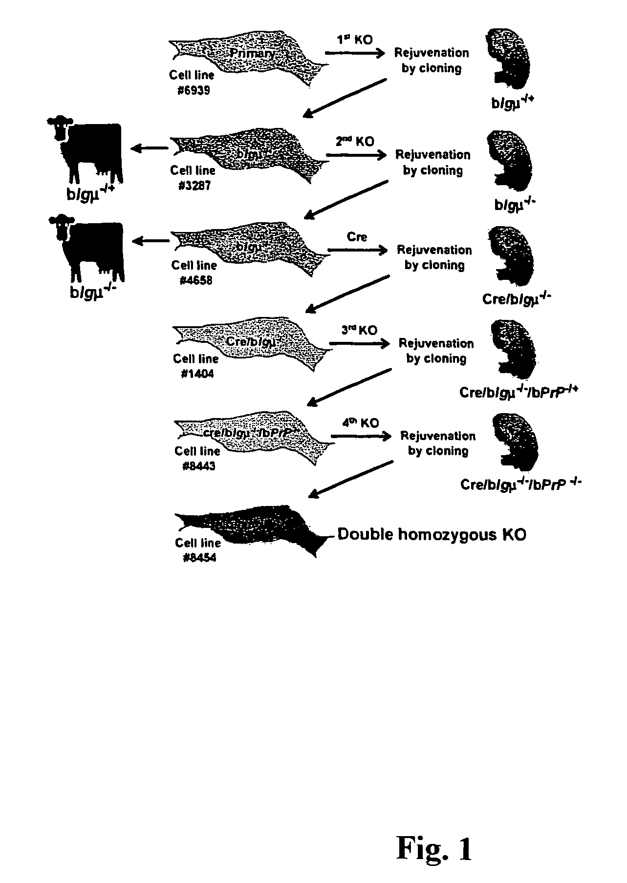 Transgenic animals and uses thereof