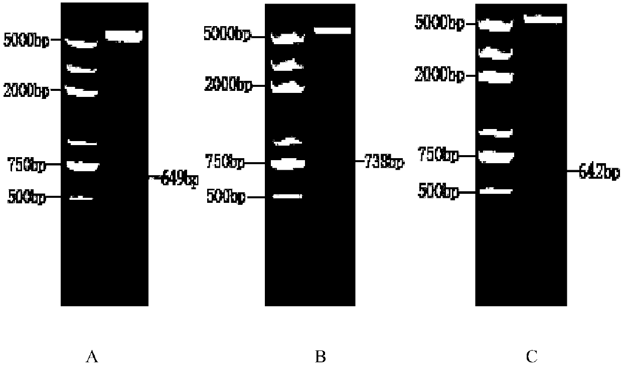 Schistosoma japonicum recombinant antigen rSjMRP1 and application thereof