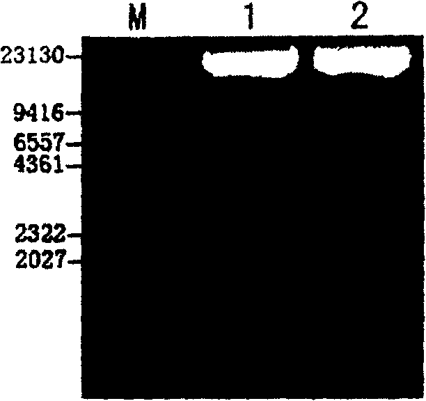 Method for adipose-derived adult stem cell labeling by using exogenous green fluorescent protein (GFP)