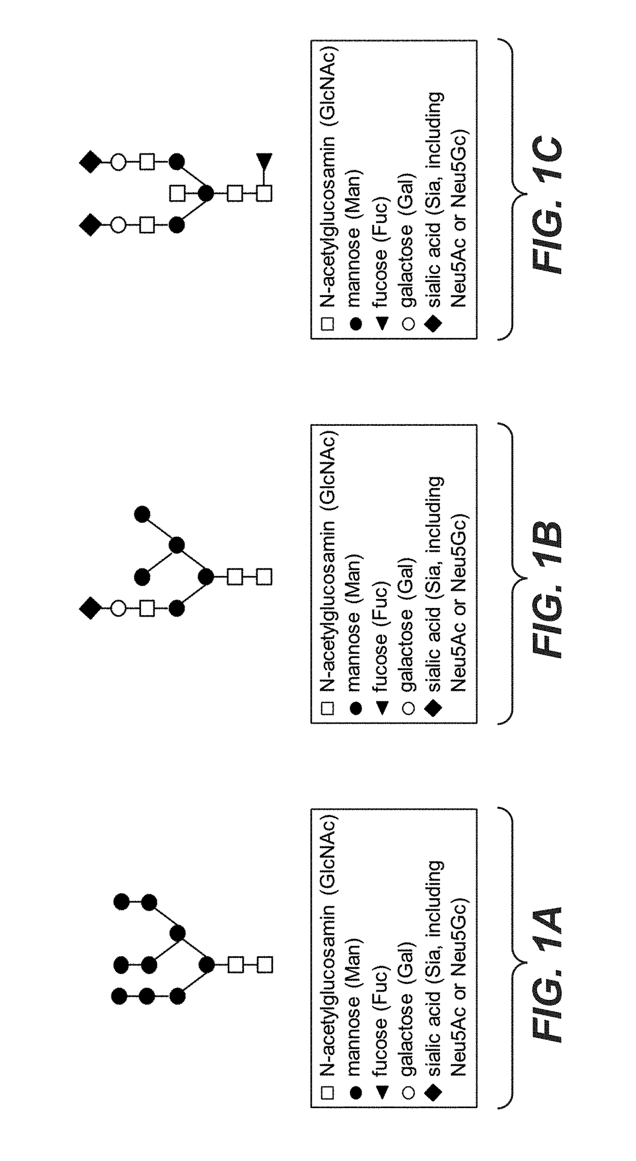 Galactoengineered immunoglobulin 1 antibodies