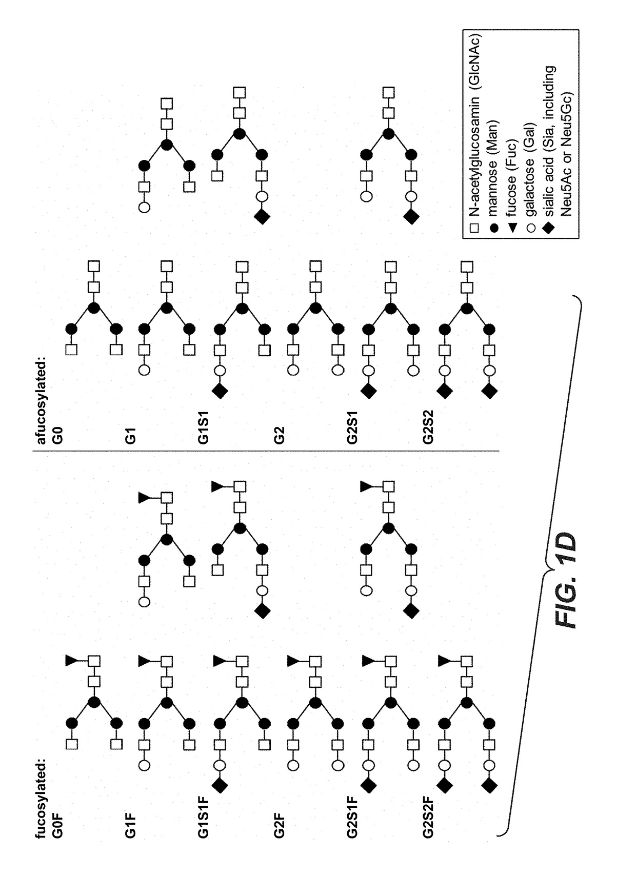 Galactoengineered immunoglobulin 1 antibodies