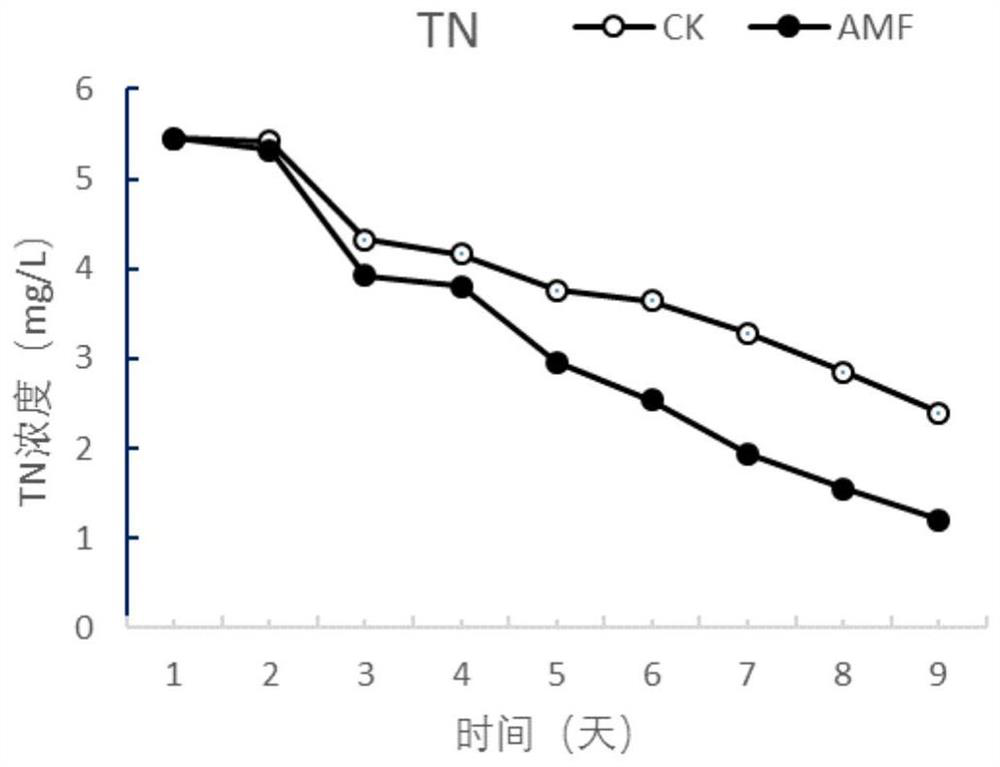 Method for remedying water environment pollution by utilizing mycorrhiza plants in combination with dominant microorganisms