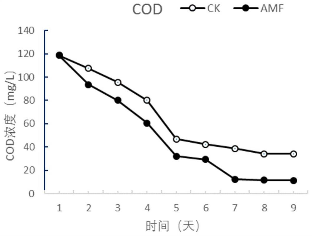 Method for remedying water environment pollution by utilizing mycorrhiza plants in combination with dominant microorganisms